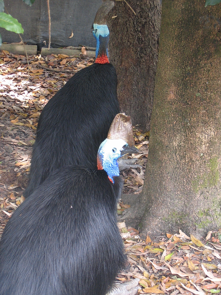 CairnsTC207 Cairns Tropical Zoo.jpg